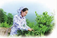 ������8883����AMG,�Ͳ���ֲ�����ӹ�����,ֲ������ֲ�����ӹ�����