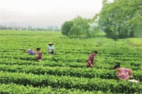 ������8883����AMG,�Ͳ���ֲ�����ӹ�����,ֲ������ֲ�����ӹ�����