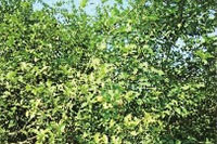 ������8883����AMG,�Ͳ���ֲ�����ӹ�����,ֲ������ֲ�����ӹ�����